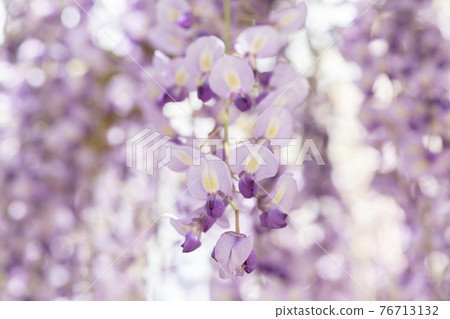 福岡縣黑木大藤紫藤花 76713132
