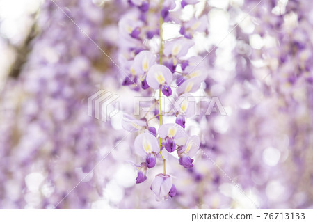 福岡縣黑木大藤紫藤花 76713133