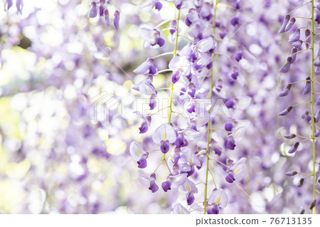 福岡縣黑木大藤紫藤花 76713135