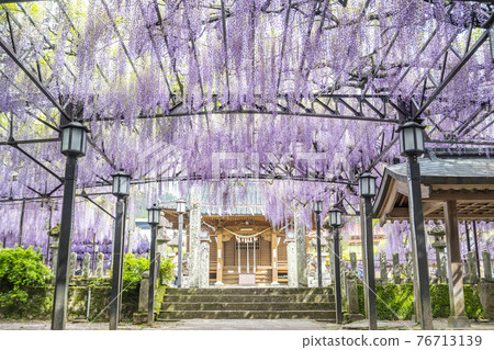 Fukuoka Prefecture Kuroki Ofuji Wisteria flowers 76713139