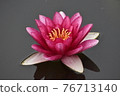 Lotus 76713140