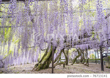 福岡縣黑木大藤紫藤花 76713141