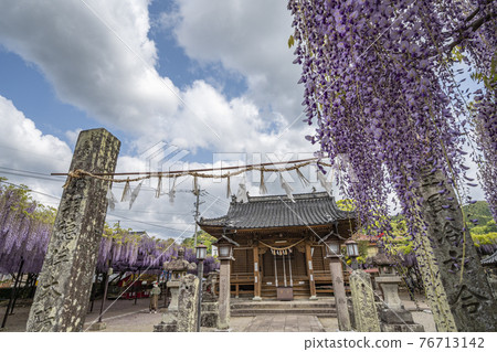 福岡縣黑木大藤紫藤花 76713142