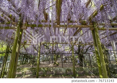 福岡縣黑木大藤紫藤花 76713143