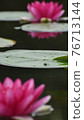 Lotus and leaves after the rain 76713144
