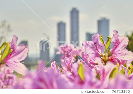 杜鵑花, 高樓, 首爾國際金融中心, 股票市場, 汝矣島, 永登浦區, 漢江, 首爾 杜鵑花, 高樓, 首爾國際金融中心, 股票市場, 汝矣島, 永登浦區, 漢江, 首爾 76713300