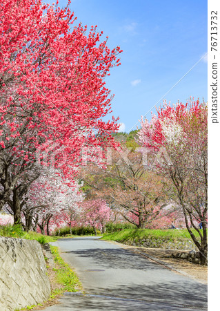 花桃盛開的白天神溫泉 76713732