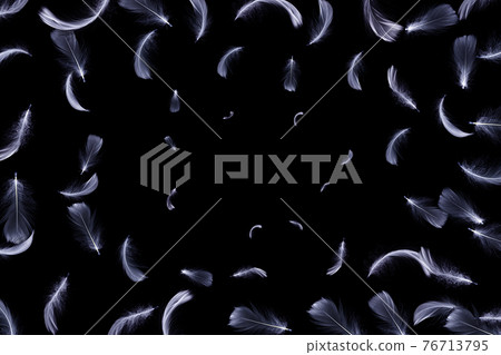 Feather white. Abstract bird feather texture closeup falling on black background for pattern wallpaper. Concept of sensitivity responsiveness to nature. 76713795