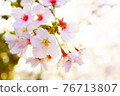 Cherry blossoms [close-up] 76713807