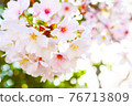 Cherry blossoms [close-up] 76713809