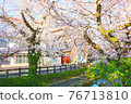Cherry blossom trees in full bloom 76713810