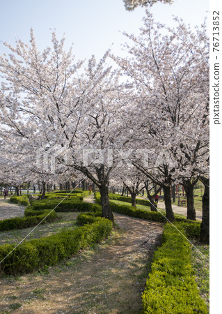 Cherry Blossom Cherry Blossom 76713852