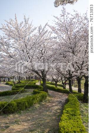 櫻桃樹 76713853