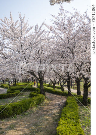 Cherry Blossom 76713864