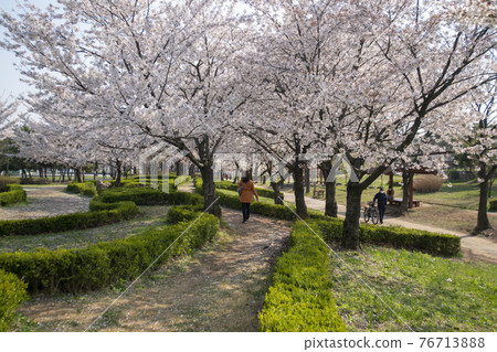 Cherry Blossom Cherry Blossom 76713888