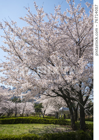 Cherry Blossom 76714087