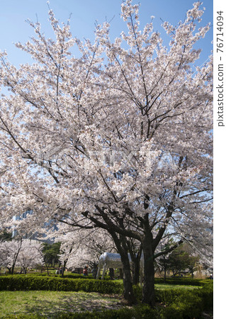 Cherry Blossom Cherry Blossom 76714094