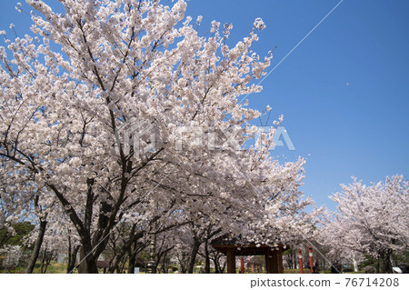 Cherry Blossom Cherry Blossom 76714208