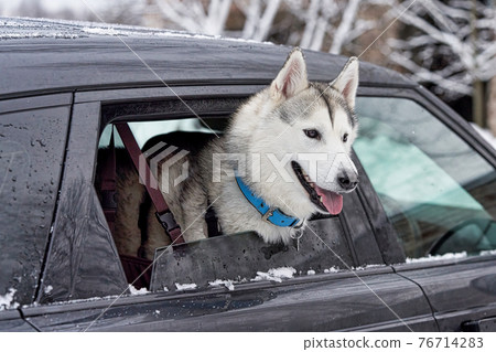 Sick dog stuck his head out of a car window Sick dog stuck his head out of a car window 76714283