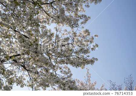 Cherry Blossom 76714353