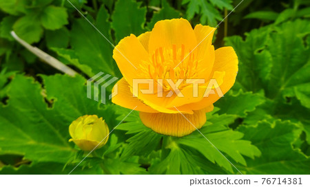 Leven Trollius Leven Trollius 76714381