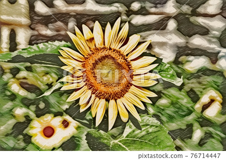 向日葵田 76714447