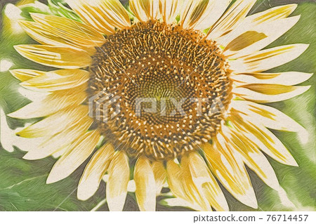 向日葵田 76714457