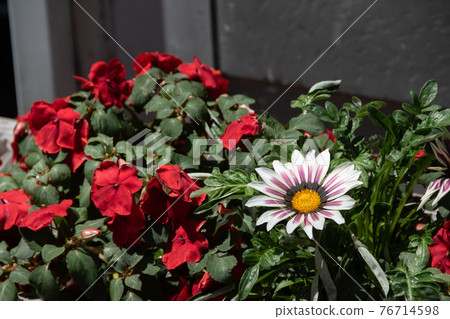 Group planting flowerbed on the street corner Group planting flowerbed on the street corner 76714598