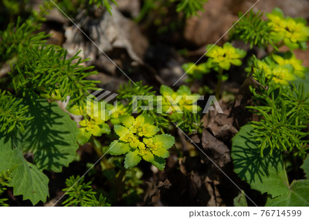 Beautiful green plants that bloom in the forest Beautiful green plants that bloom in the forest 76714599