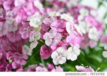 漂亮的石竹花 76714769