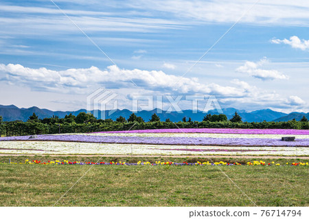 Moss phlox towards Shiojiri Moss phlox towards Shiojiri 76714794