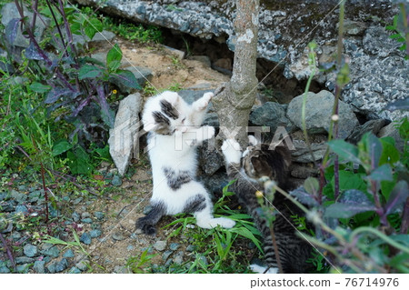 One-year-old Kijitora White brother A cute kitten brother who is watched over by a stray cat and plays 76714976