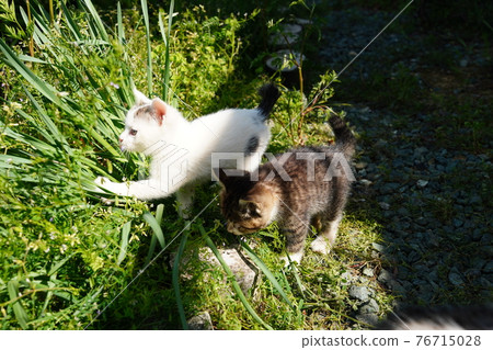 One-year-old Kijitora White brother A cute kitten brother who is watched over by a stray cat and plays One-year-old Kijitora White brother A cute kitten brother who is watched over by a stray cat and plays 76715028