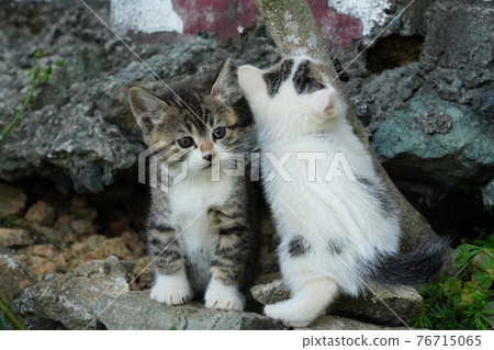 One-year-old Kijitora White brother A cute kitten brother who is watched over by a stray cat and plays One-year-old Kijitora White brother A cute kitten brother who is watched over by a stray cat and plays 76715065