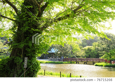 Fresh green of Shomyoji Temple, a famous temple in Kanazawa Ward, Yokohama City, Kanagawa Prefecture Fresh green of Shomyoji Temple, a famous temple in Kanazawa Ward, Yokohama City, Kanagawa Prefecture 76715208