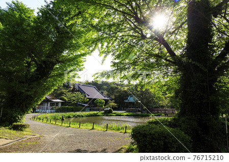 Fresh green of Shomyoji Temple, a famous temple in Kanazawa Ward, Yokohama City, Kanagawa Prefecture 76715210