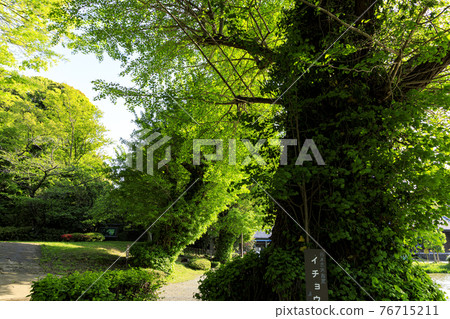 Fresh green of Shomyoji Temple, a famous temple in Kanazawa Ward, Yokohama City, Kanagawa Prefecture 76715211