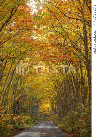 Autumn leaves in the secondary beech forest in Minami Hakkoda Autumn leaves in the secondary beech forest in Minami Hakkoda 76715273