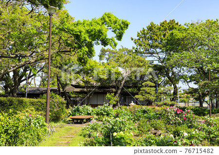 神奈川縣橫濱市金澤區野島公園伊藤博文別亭的春天 76715482