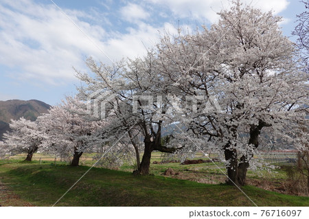 Sakura at Shinano-Kawada Station 76716097