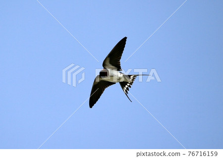 Swallow Swallow 76716159