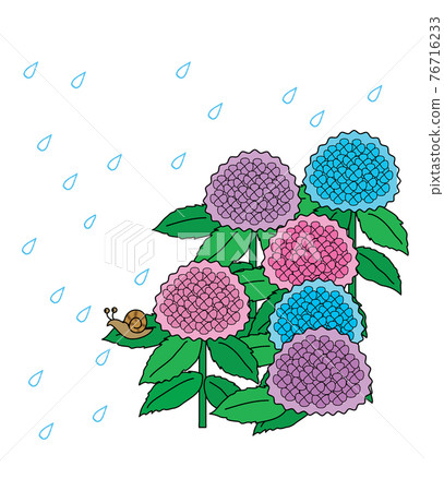 繡球花,插圖 繡球花,插圖 76716233