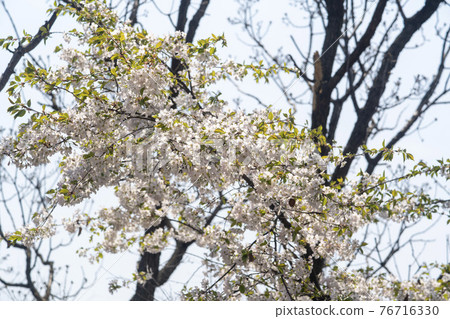 京畿道始興市奧古公園 76716330