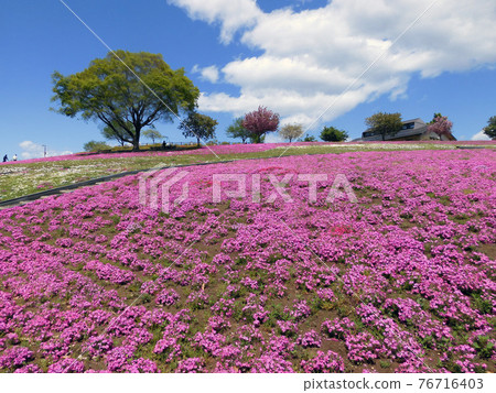 Ota moss phlox Ota moss phlox 76716403