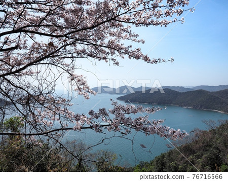 Cape Man'yo-no-mie in spring, a view of the cape where cherry blossoms bloom 76716566