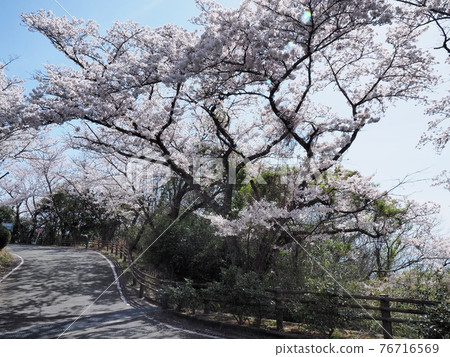 春天的萬葉岬，櫻花盛開的海角 76716569