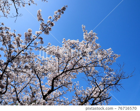 吉野櫻花盛開 76716570