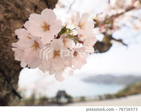 春天的萬葉三重岬，櫻花盛開的岬角 76716573