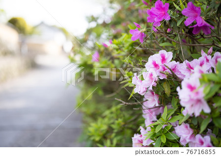 杜鵑花盛開 76716855