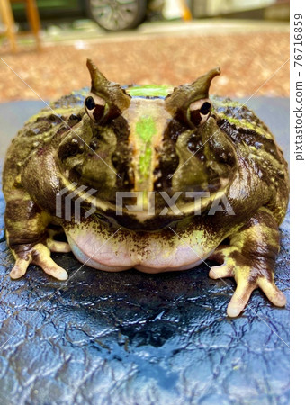 Brazilian horned frog Brazilian horned frog 76716859